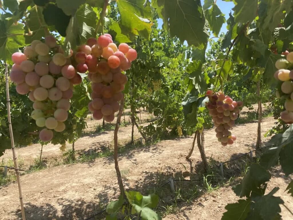 جشنواره انگور یاسوکند در تقویم ملی رویدادهای گردشگری ثبت شد