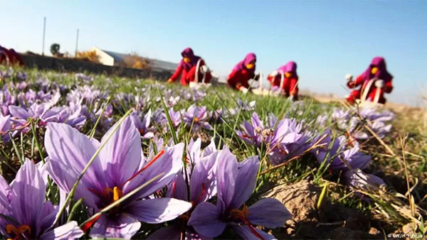 Saffron Torbat e Heydarieh 2.jpg 1