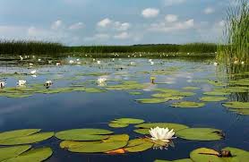 خشک شدن سراب نیلوفر؛ زنگ خطر برای گردشگری کرمانشاه