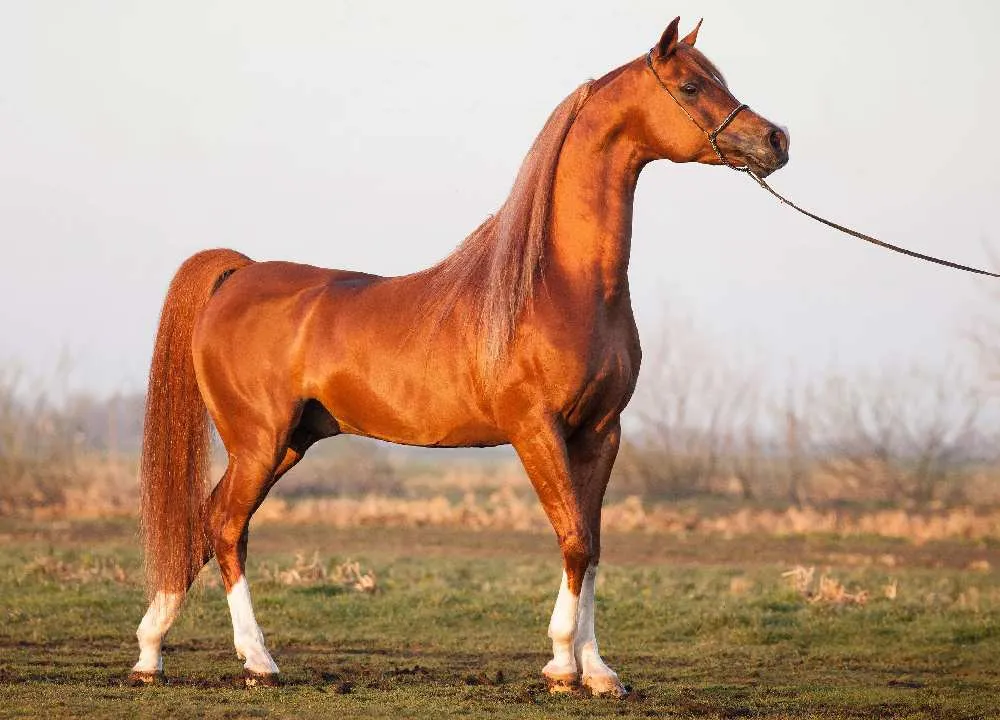 ماهیدشت میزبان جشنواره اسب اصیل کُرد میشود اسب اصیل کرد